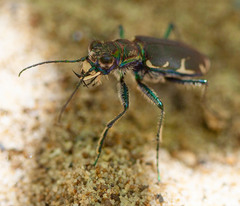 Cicindela ancocisconensis