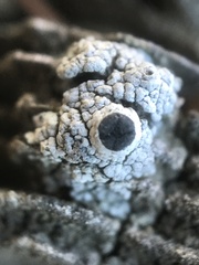 Pseudothelomma occidentale