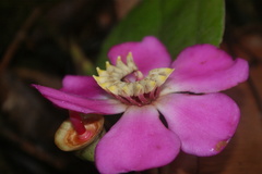 Blakea cuatrecasasii