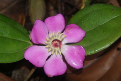 Blakea cuatrecasasii