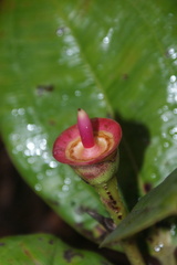 Blakea cuatrecasasii