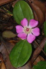 Blakea cuatrecasasii