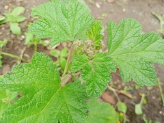 Fuertesimalva limensis