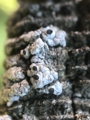 Pseudothelomma occidentale