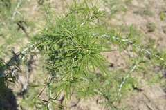 Mimozyganthus carinatus