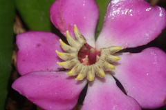 Blakea cuatrecasasii