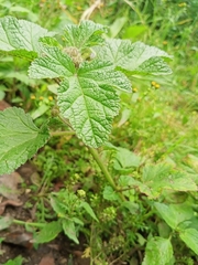 Fuertesimalva limensis