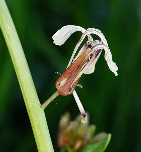 Image of Eruca sativa by (c) Patrick Hacker, some rights reserved (CC BY)