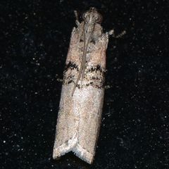 Tlascala reductella