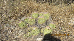 Mammillaria carnea