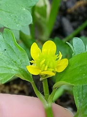 Ranunculus muricatus image