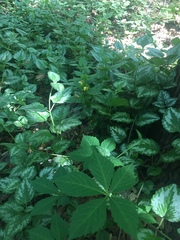 Lamium galeobdolon argentatum