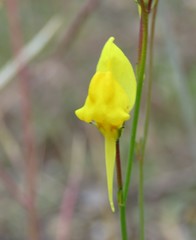Linaria spartea
