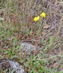 Linaria spartea