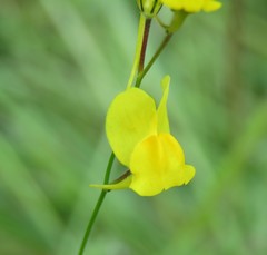 Linaria spartea