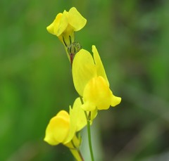 Linaria spartea