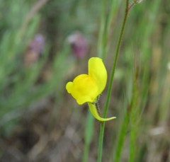 Linaria spartea