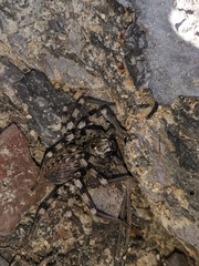 Eusparassus