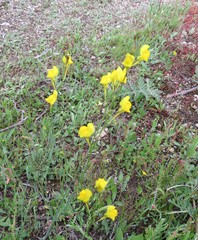 Linaria spartea