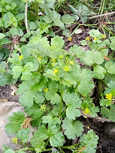 Rough-fruited buttercup