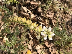 Lupinus microcarpus horizontalis
