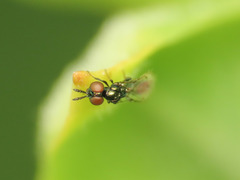 Macroglenes