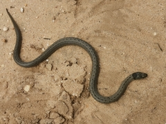 Macroprotodon brevis