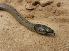 Macroprotodon brevis