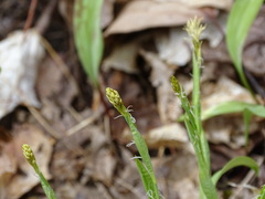Carex platyphylla