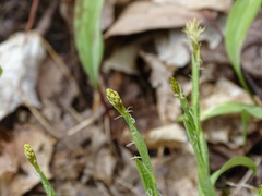 Carex platyphylla
