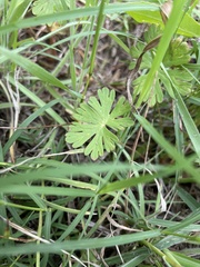 Geranium texanum