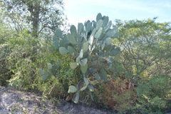 Opuntia quimilo