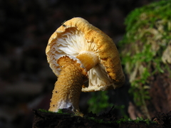 Cystoderma granosum