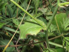 Hypochaeris achyrophorus