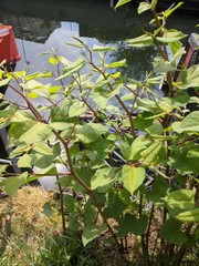 Reynoutria japonica