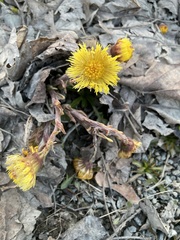 Tussilago farfara