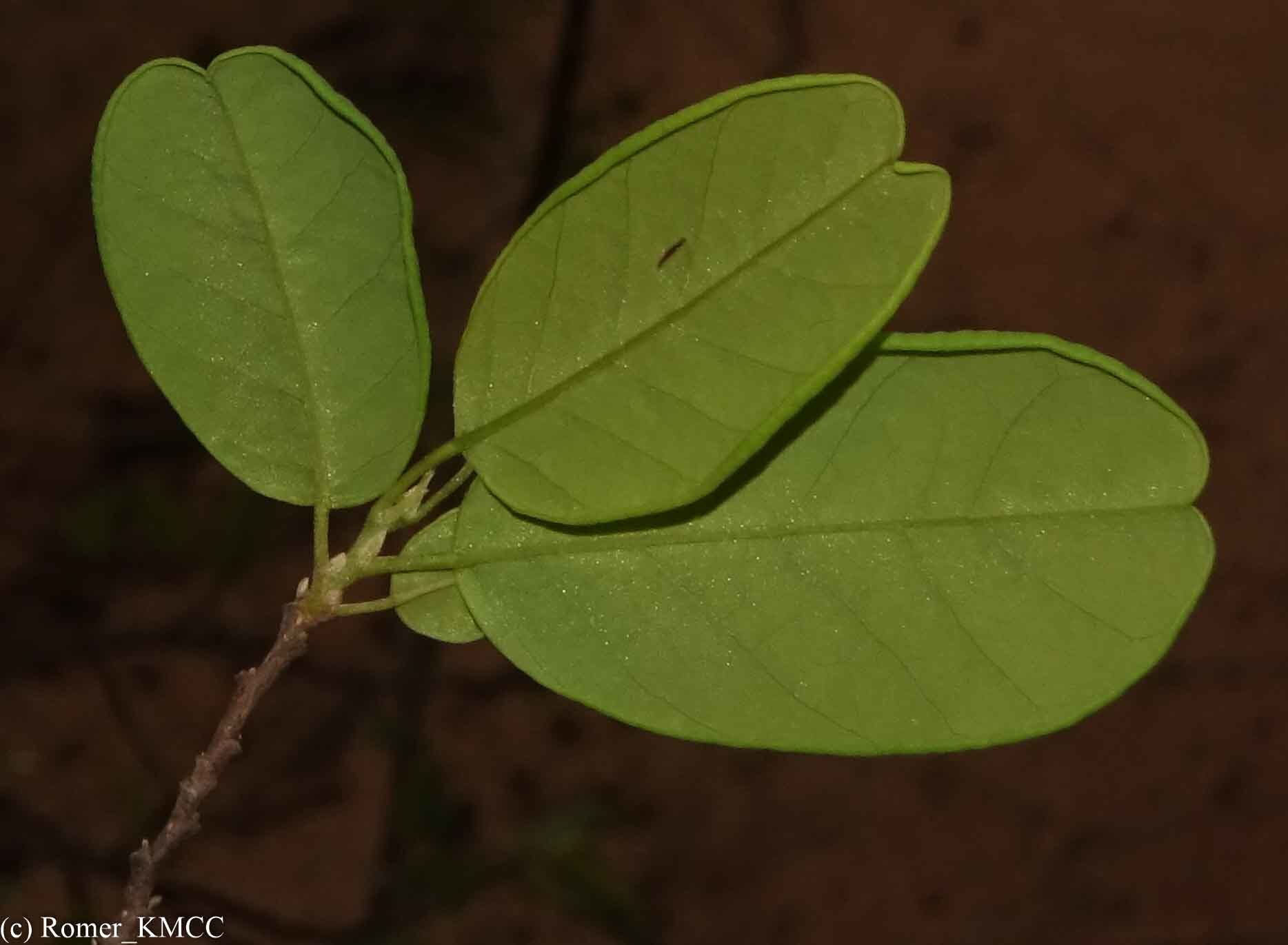 Baphia madagascariensis