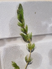 Ceratophyllum demersum
