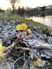 Tussilago farfara