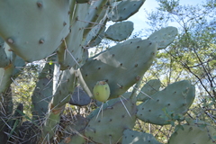Opuntia quimilo
