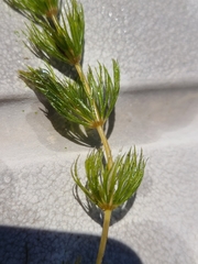 Ceratophyllum demersum