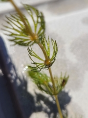 Ceratophyllum demersum