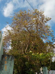 Chrysophyllum cainito