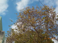 Chrysophyllum cainito