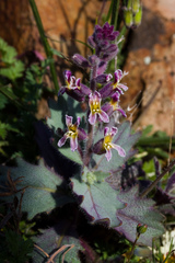 Streptanthus hispidus