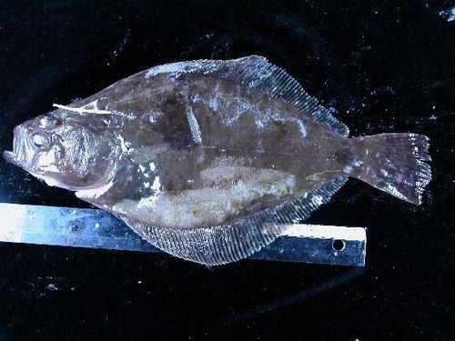 Eopsetta