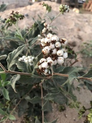 Tournefortia hartwegiana