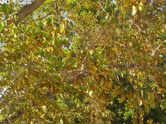 Chrysophyllum cainito