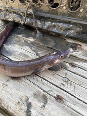 Conger oceanicus