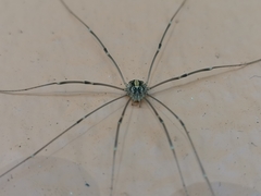 Cosmobunus granarius